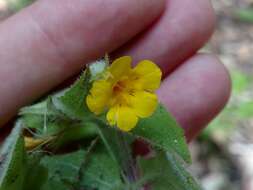 Image of muskflower