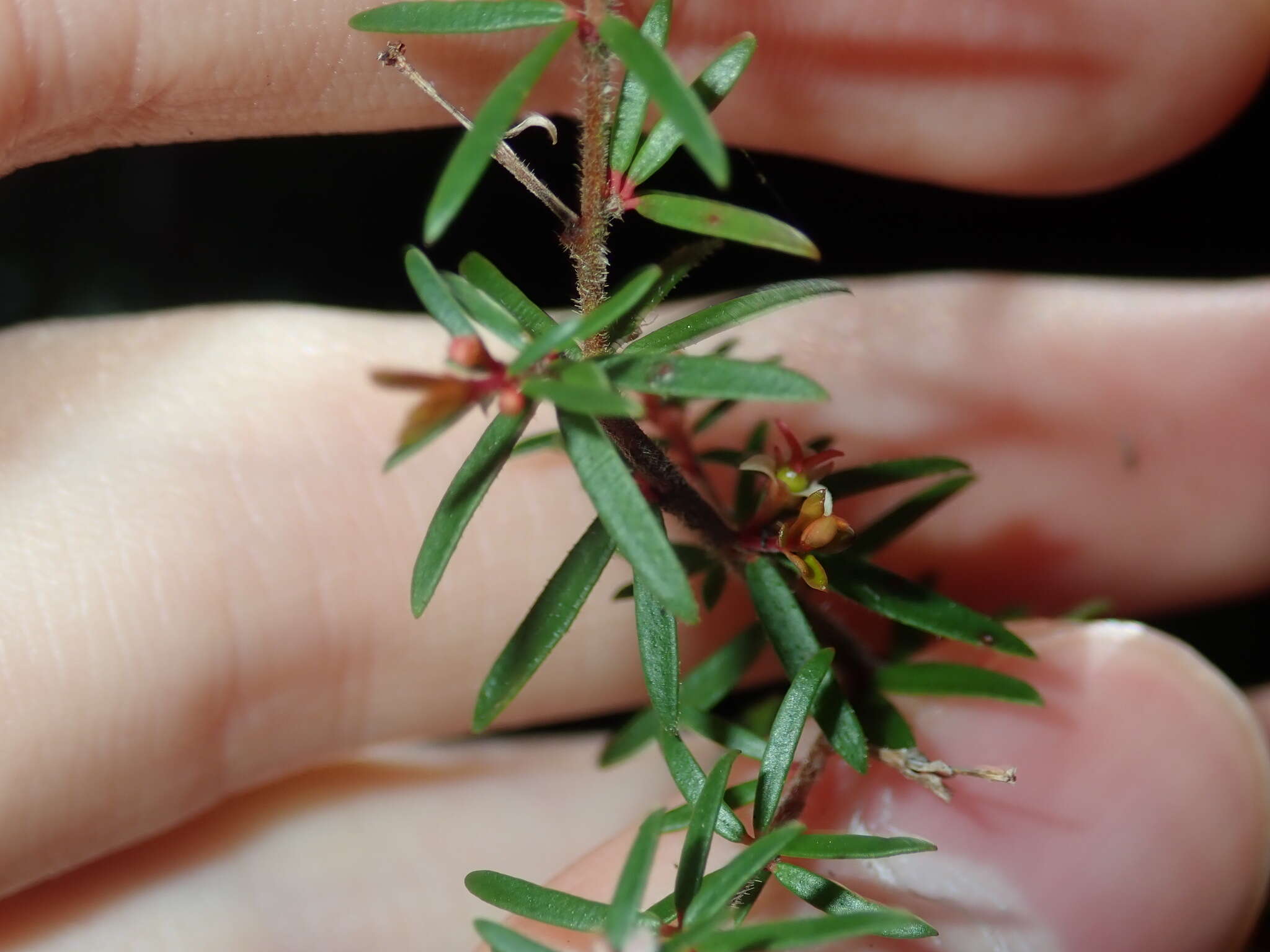 Image of Micrantheum ericoides Desf.