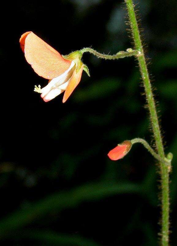 Hylodesmum repandum (Vahl) H. Ohashi & R. R. Mill的圖片