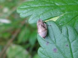 Image of Leafhopper