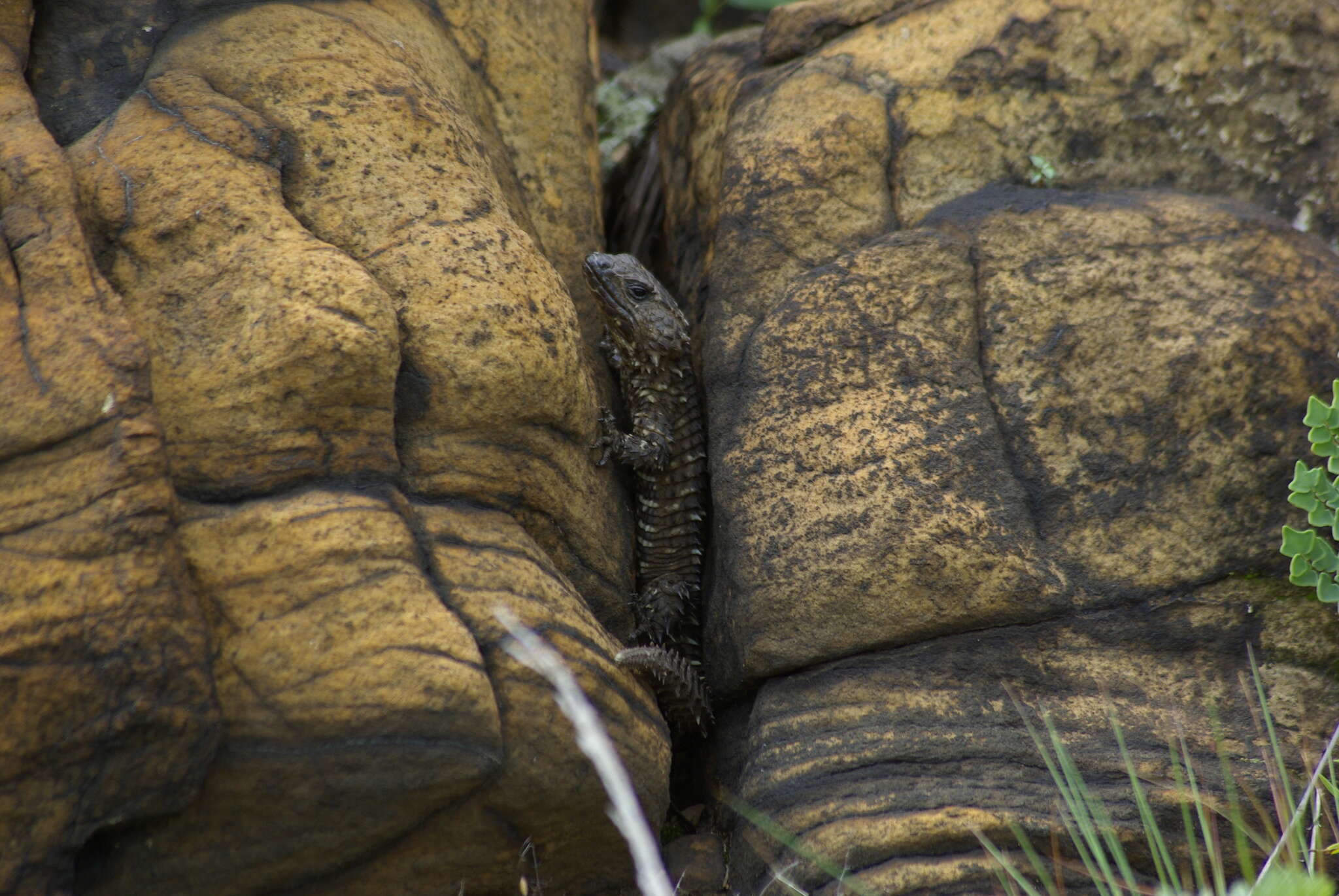 Image of Van Dam's Girdled Lizard