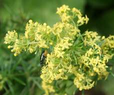 Image of Lady's Bedstraw