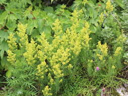 Image of Lady's Bedstraw