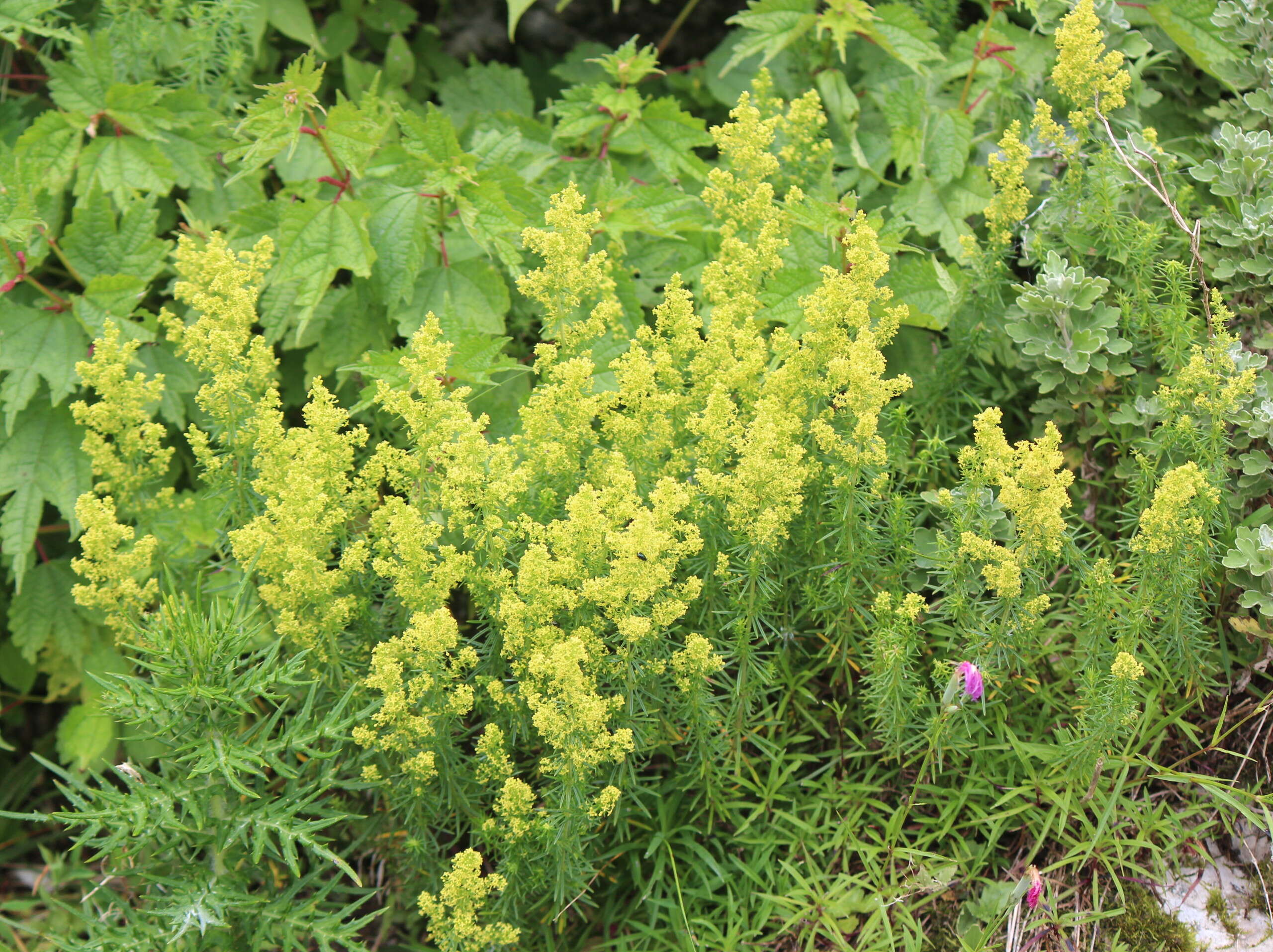 Image of Lady's Bedstraw