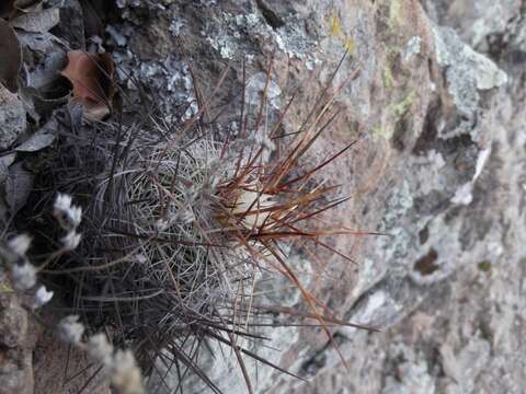 Image of Echinofossulocactus wippermannii