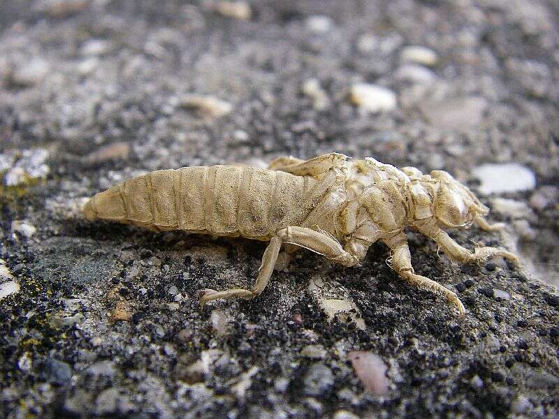 Image of Gomphus flavipes