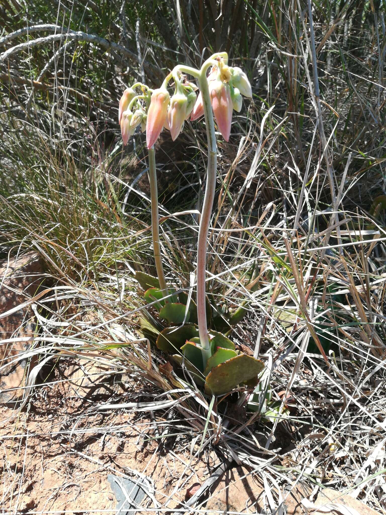 Imagem de Cotyledon orbiculata var. oblonga (Haw.) DC.