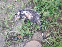 Image of Andean White-eared Opossum