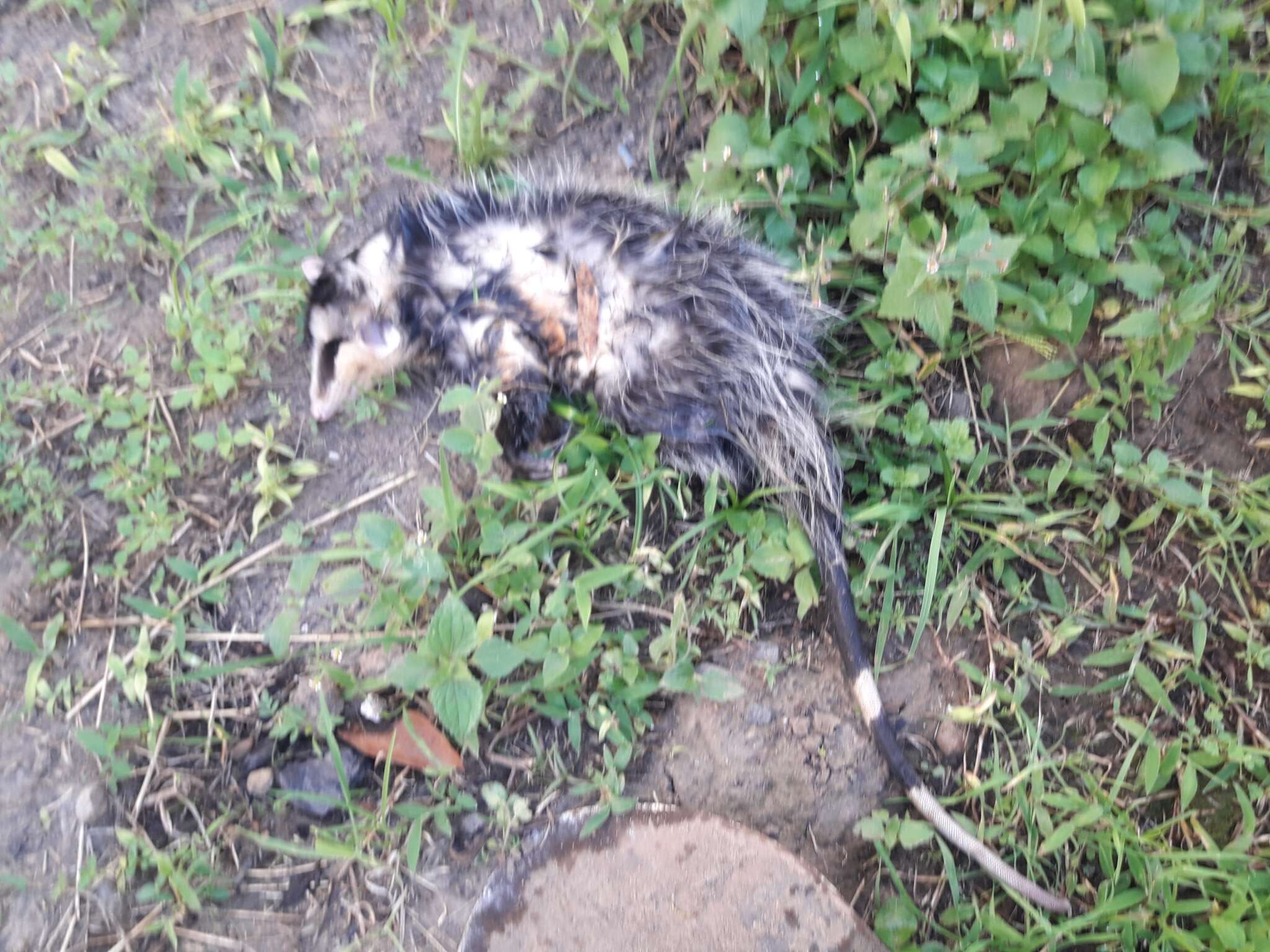 Image of Andean White-eared Opossum