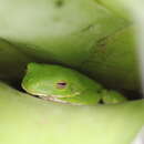 Image of Australian Giant Treefrog