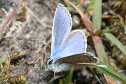 Image of common blue