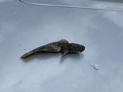 Image of Gulf Toadfish