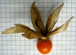 Image de Physalis heterophylla Nees