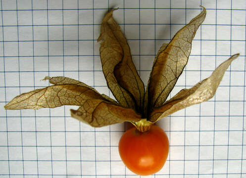 Imagem de Physalis heterophylla Nees