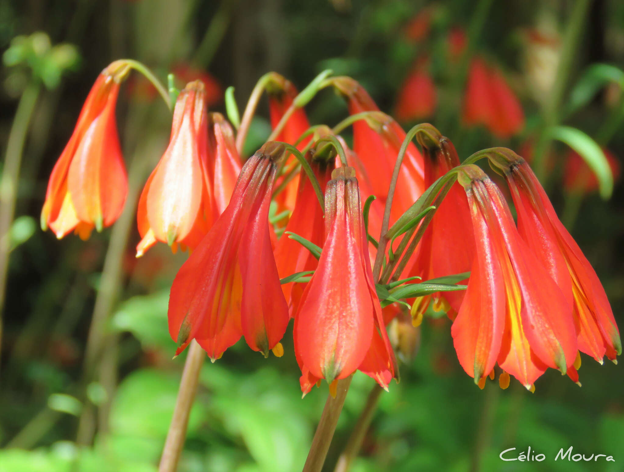 Image of Alstroemeria piauhyensis Gardner ex Baker