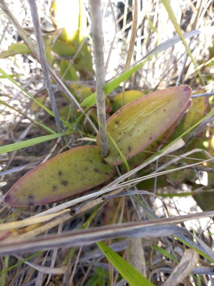 Sivun Epidendrum ibaguense Kunth kuva