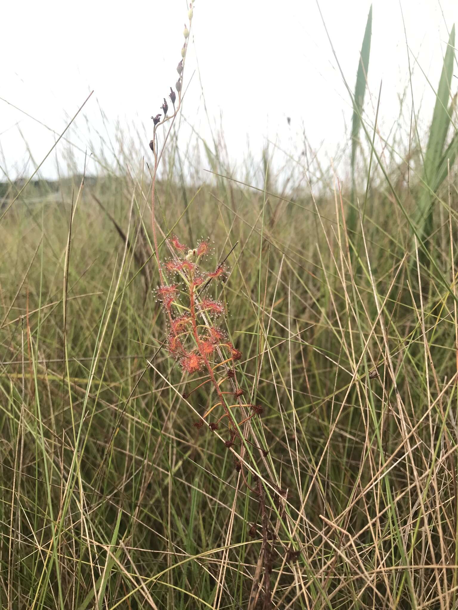 Image of Drosera elongata Exell & Laundon