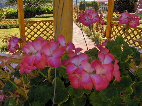 Imagem de Pelargonium hortorum Bailey