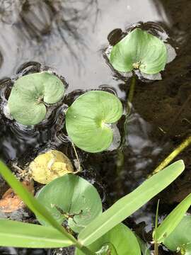 Image of kidneyleaf mudplantain