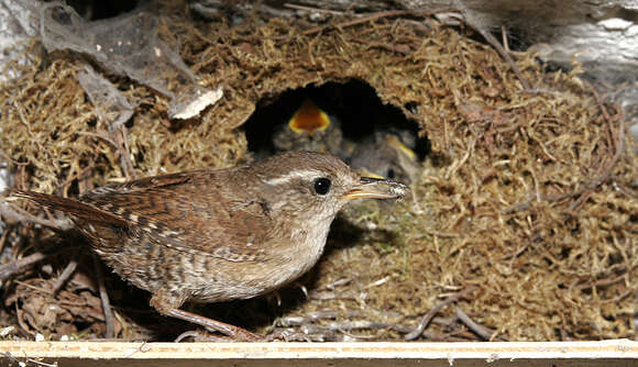 Image of Eurasian Wren