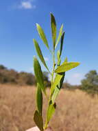 Image of Salacia rehmannii Schinz