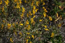 صورة Genista corsica (Loisel.) DC.