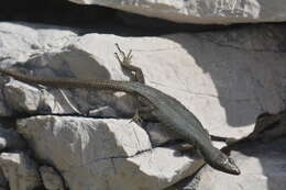 Image of Mosor rock lizard