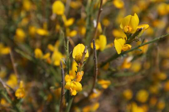 صورة Genista corsica (Loisel.) DC.