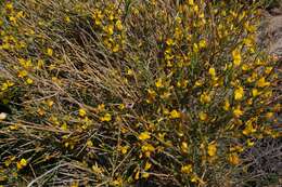 صورة Genista corsica (Loisel.) DC.