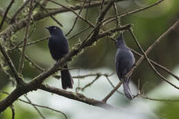 Plancia ëd Melaenornis ardesiacus Berlioz 1936