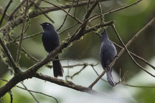 Image de Melaenornis ardesiacus Berlioz 1936