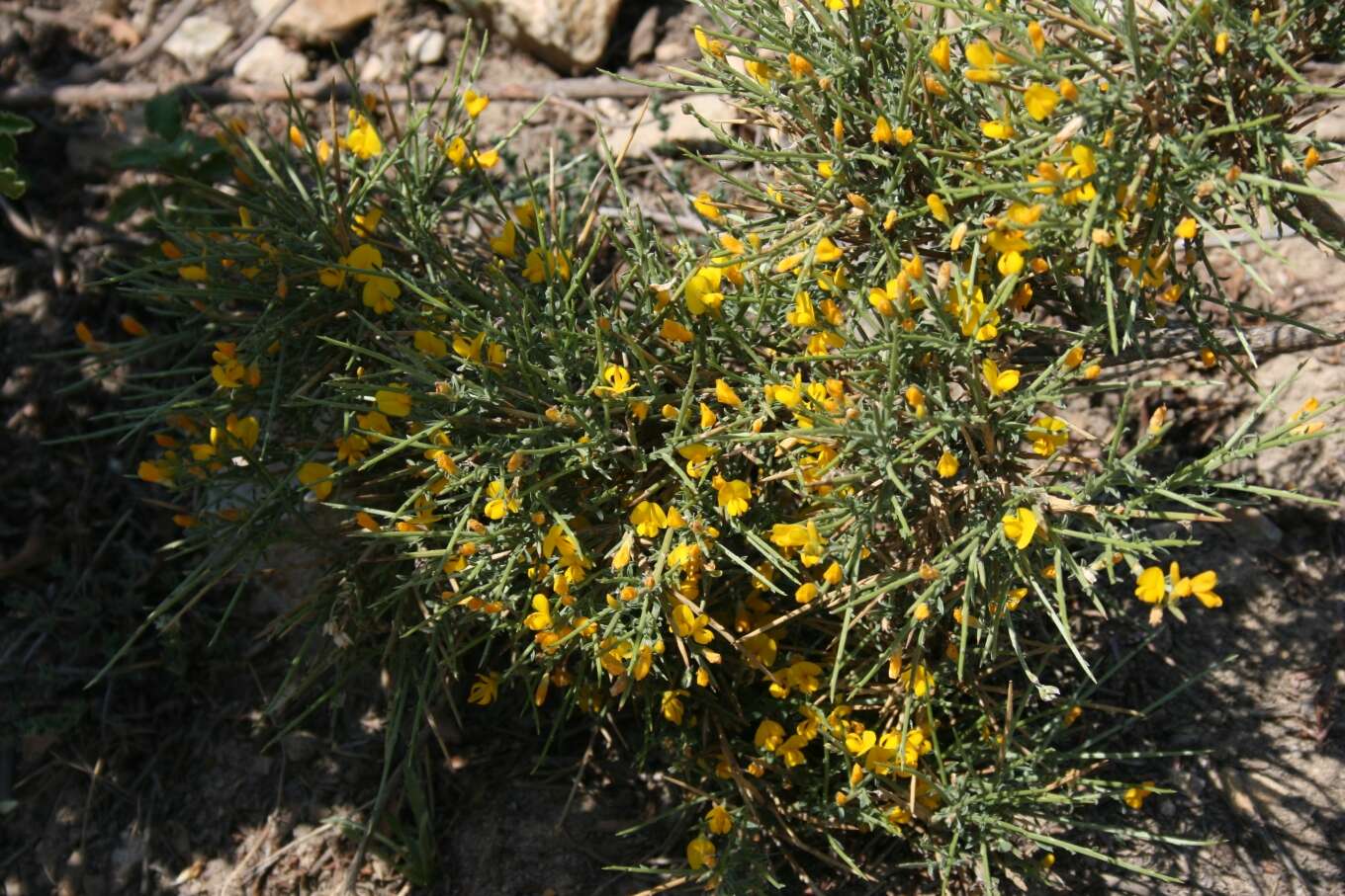 صورة Genista corsica (Loisel.) DC.