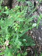 Image of knotted hedgeparsley