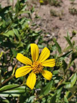 Image of Flourensia thurifera (Molina) DC.