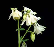 Plancia ëd Aquilegia vulgaris L.