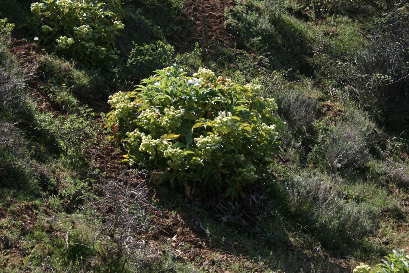 Image of Corsican hellebore