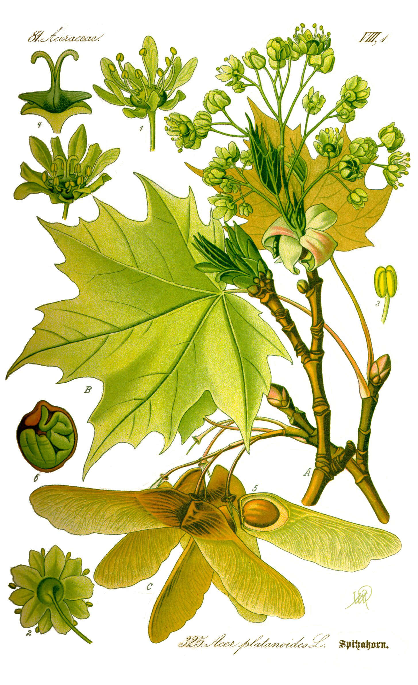 Image of Norway Maple