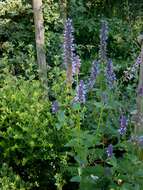 Imagem de Agastache foeniculum (Pursh) Kuntze