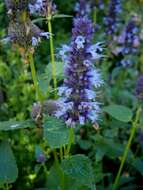 Imagem de Agastache foeniculum (Pursh) Kuntze