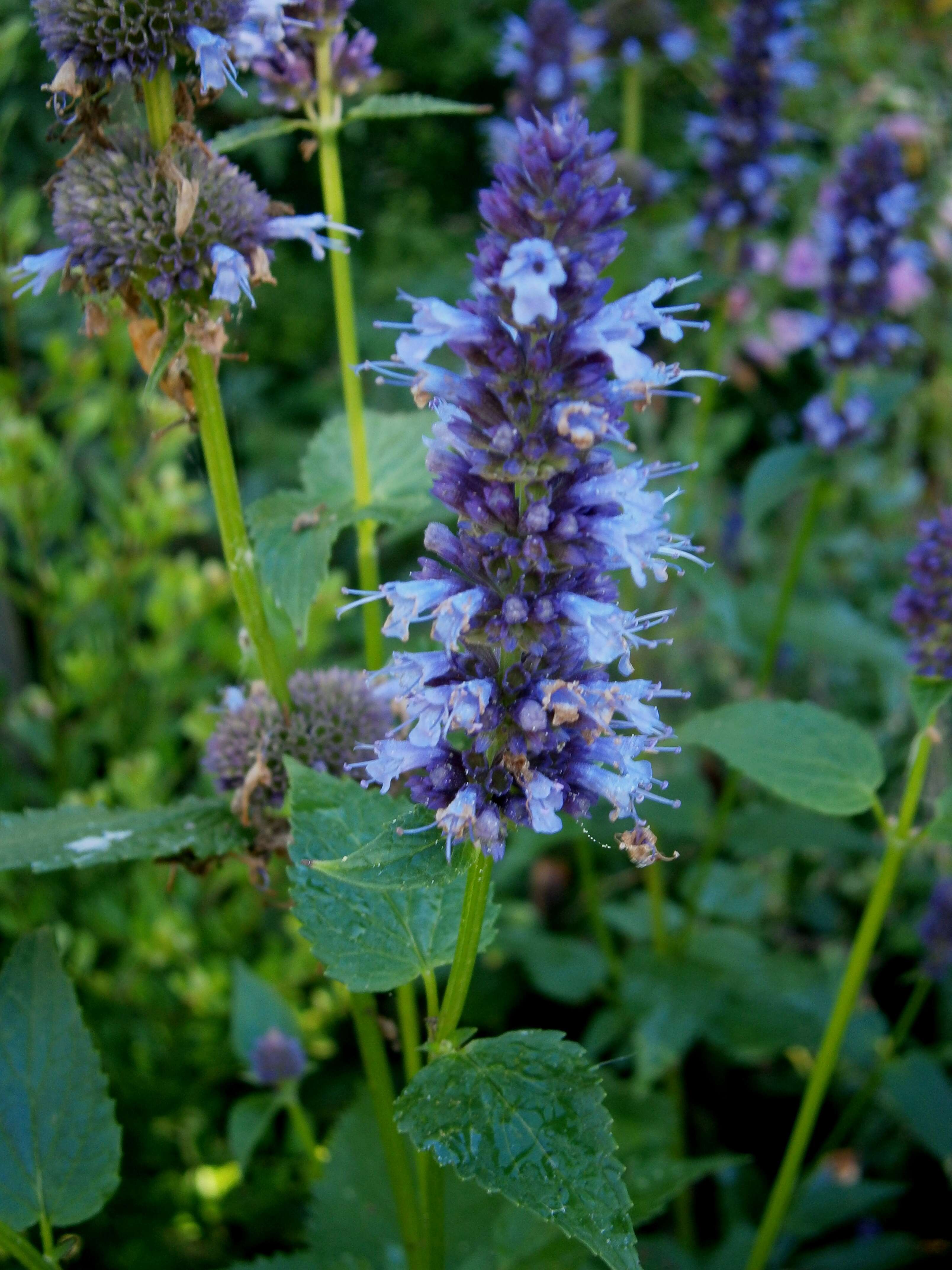 Imagem de Agastache foeniculum (Pursh) Kuntze