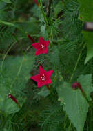 Image of Cypress Vine