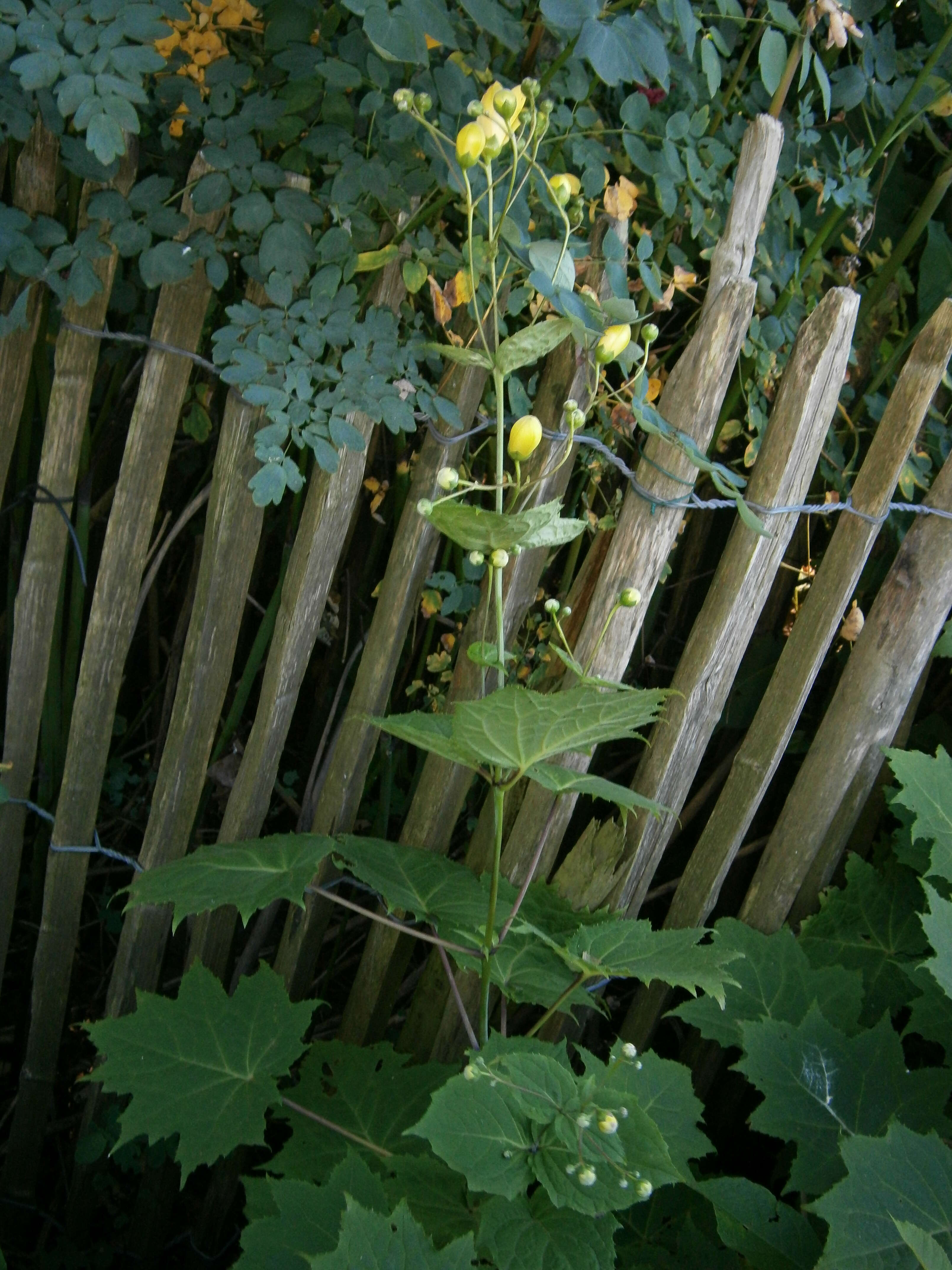 Image of Kirengeshoma palmata Yatabe