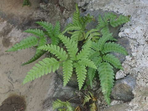 Plancia ëd Pteris biaurita L.