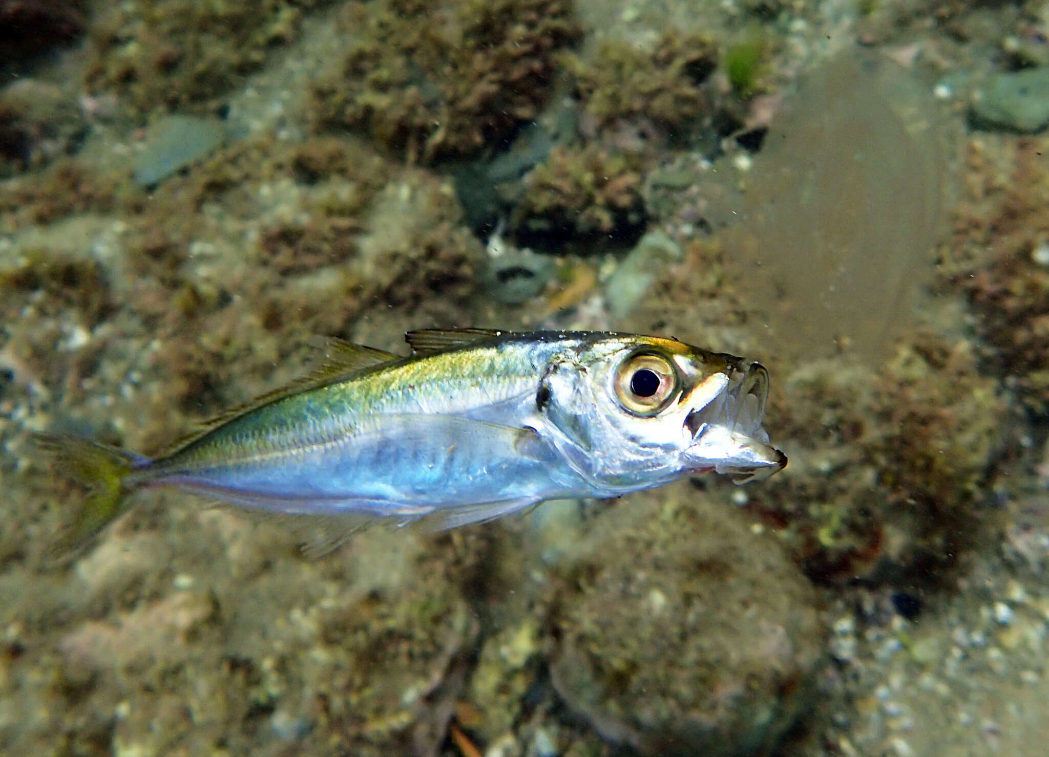 Image of Japanese horse mackerel