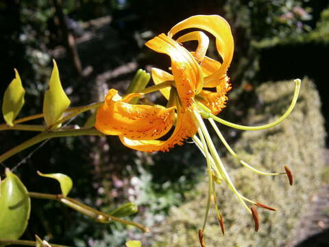 Image of Henry's lily