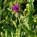 Слика од Centaurea napifolia L.