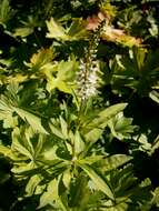 Image of gooseneck yellow loosestrife