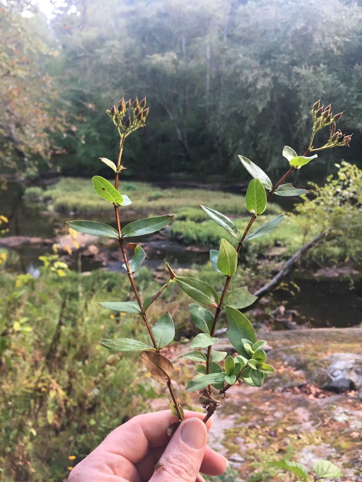 Imagem de Hypericum nudiflorum Michx. ex Willd.