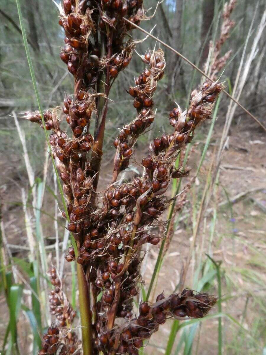 Image of Gahnia melanocarpa R. Br.