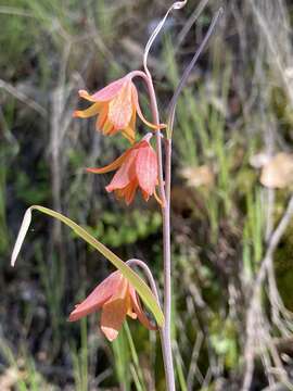 Image of Butte County fritillary